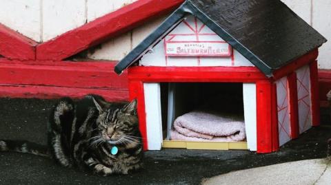 Hendrix sleeping with his toes curled up next to a miniature version of the Saltburn Pier Amusements building. It is a tiny read and white pier cat house with a black roof and a writing above the entrance saying Hendrix's Saltburn Pier. There is pink towel inside.
