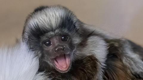 A baby tamarin, a small brown and grey-furred monkey, opens its mouth wide in a smile while clinging to its mother's back.