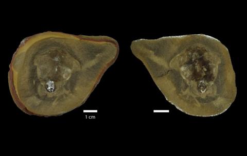 The image shows the inside of inside of the fossil and was obtained using sychrotron imaging.