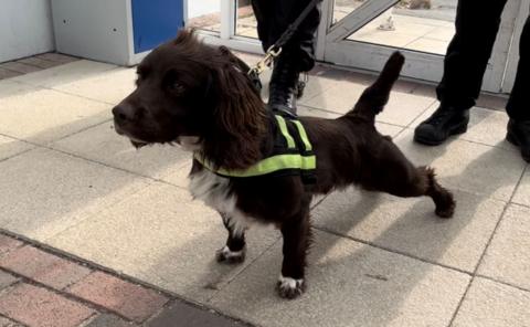 A spaniel sniffer dog. It is mainly brown with some white on its chest. It has a hi-vis harness on and is on a lead. The feet of two police officers can be seen behind the dog which is looking to the left of the frame.