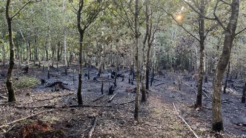 A burnt out wooded area with a a lot of burnt out trees