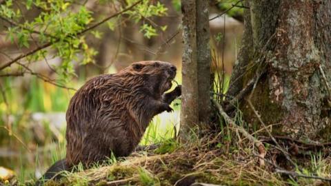 A Eurasian Beaver is pictured next to a tree