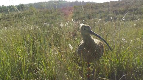 Mrs Ogden a white and brown looking bird with a long pointy beak. She can be seen walking through long grass.