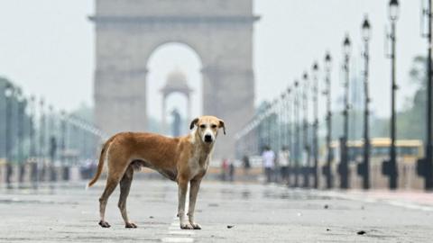 A stray dog is pictured at the Kartavya Path near India Gate in New Delhi on August 12, 2025.