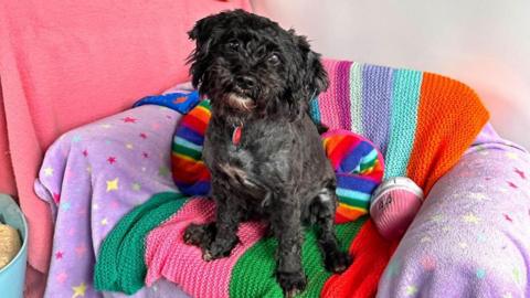 Woody, the Shih Tzu cross Poodle, celebrates his 10th birthday sitting on a colourful blanket at one of the Dogs Trust's rehoming centres. The black dog is looking directly at the camera. 