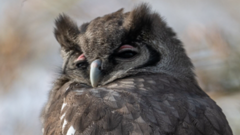 A close up of a Verreaux's eagle owl