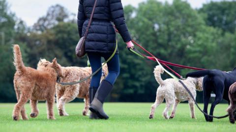 A dog walker in park with five dogs on a lead