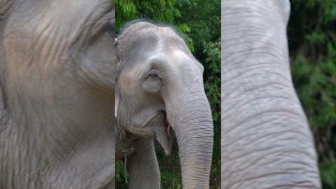 The head and forelegs of an elephant in front of green leaves. It looks like it's smiling.