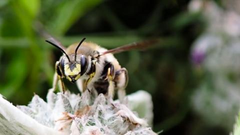 A wool carder bee