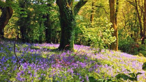 The sunshine is reflected off the ground which is covered in bluebell and grass under the surrounding trees