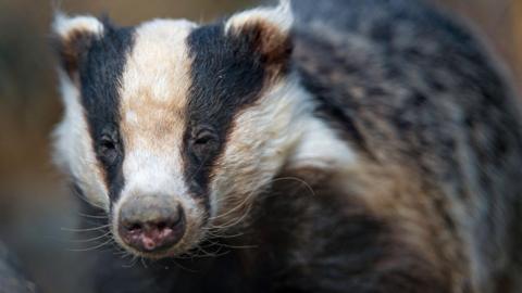 A close-up shot of a black and white badger. The background of the image is blurred out
