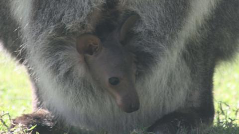 The head of a small wallaby sticking out of the pouch of a mum wallaby. The mum wallaby is stood on green grass.