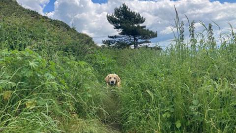 This furry fellow was snapped peeping out from the long grass in Highcliffe by Weather Watcher Rainbow Watcher