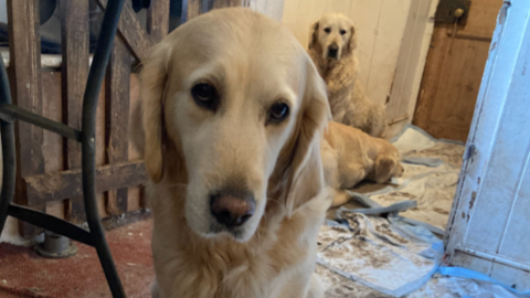 A golden retriever looking straight ahead, with two dogs sat and lying down behind it. There are soiled mats behind the animals.
