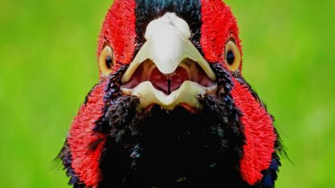 A close-up image of a pheasant's face. It is primarily black with red feathers around its eyes.
