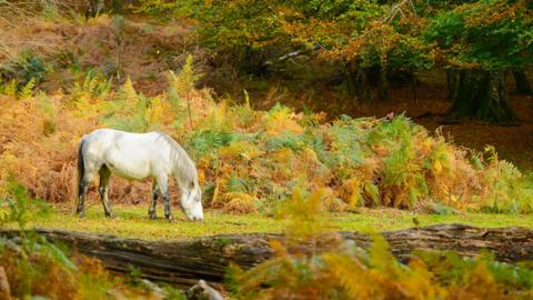 A wild pony grazing in Burley, New Forest