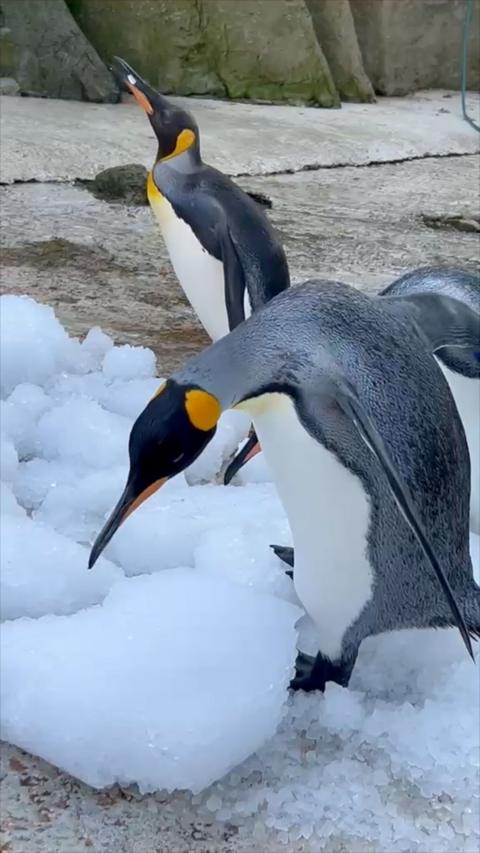Penguins playing in the ice at their enclosure in Birdland.