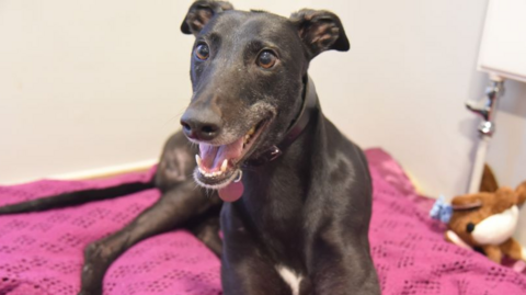 Charm, a dark greyhound, looks excited about something out of view of the picture. 