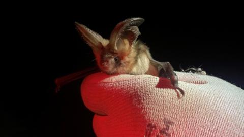 A close up of a long eared bat being held by a person's hand wearing a white glove