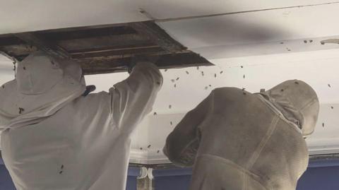 Professionals in protective suits remove bees that had taken up residence in the ceiling of the building. Many bees can be seen flying around the workmen