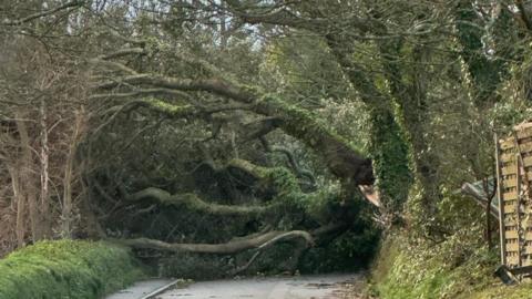 A fallen tree along the road. The road is covered by the tree. Either side are trees and green verges. 