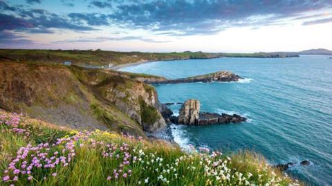 Wild flowers on the cliffs of Whitesands bay on the Pembrokeshire coast path near St Davids.