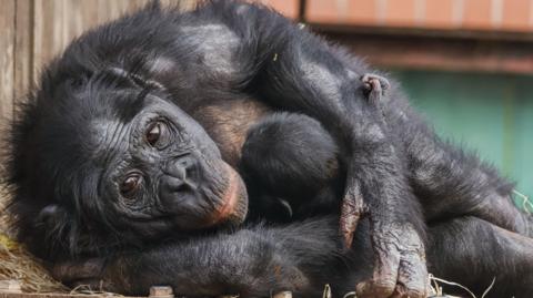 11-year old bonobo Yuli looking at the camera while cuddling the newborn bonobo