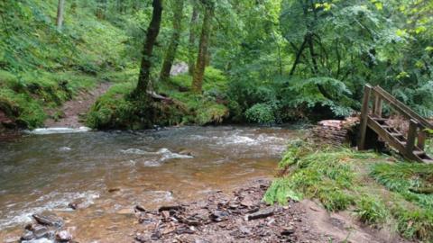 River flowing in amongst the trees. There's some steps on the right-hand side but no bridge.
