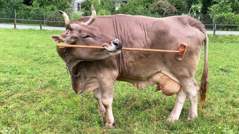 A cow wielding a brush in its mouth