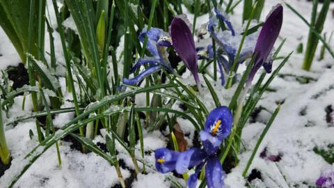 Crocuses on the ground, with snow on them. The colours are blue and purple. The flowers are poking out from the snow, on the ground.