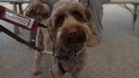 A furry dog looks quizically into the camera