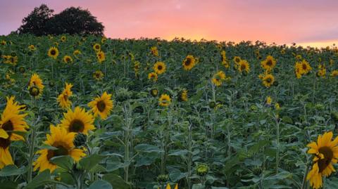 Field of sunflowers below a pink and purple sky at sunset