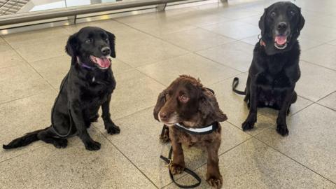 Three dogs standing in a station foyer - one black cocker spaniel, one brown cocker spaniel and one black labrador.