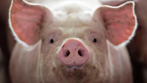 A close-up of a pig's face as it stares directly at us with it's snout right in front of the camera.