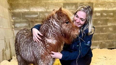 Pickle, a chestnut pony, in a stable with Charlotte Melvin who rescued him. She has blond hair and is wearing her navy blue World Horse Welfare uniform. She is hugging Pickle who has turned to face her and she is laughing.