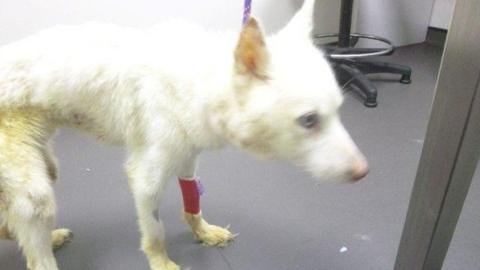 A white husky dog looks distressed and is cowering in a veterinary practice. He is very skinny and his coat is in a poor condition. He has a red bandage on one of his legs and blue eyes. The base of a stool can be seen behind him. The floor is grey.