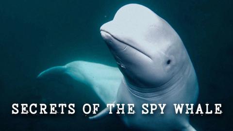 Secrets of the Spy Whale