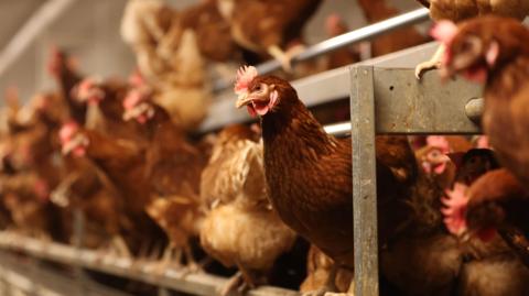 A row of chickens perched on a wooden bench.
