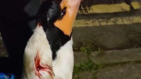 An injured swan, having been shot with a bearing from a catapult and rescued.