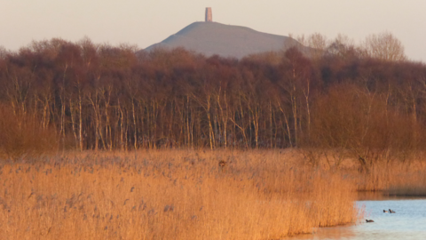 A view of Ham Wall during sunset. Glastonbury Tor can be seen in the background. There are reeds and bids in the foreground.