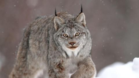 A Canadian Lynx in the snow