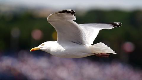 Generic image of a seagull in flight, it is facing to the left with its wings raised against a dark green and grey blurred background. The bird is white with black-tipped wings and a yellow beak and eye