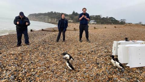 Birds being released on a beach in Sussex