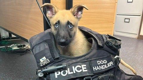 Jager the Belgian Malinois puppy. He has tan-coloured fur, which is black around his big eyes and nose. His ears are standing up but the tips have flopped down and are pointing at the floor. His head is poking out of a large police dog handler vest.