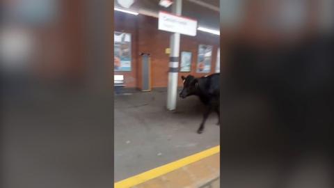 A black cow walking along a train platform. There is a yellow line by her hooves and above her on a pillar is the sign for Neath station in Welsh