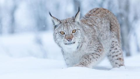 A lynx walking in deep snow in an area of woodland.