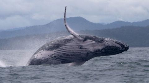 A humpback whale rising out of the water, with mountains behind