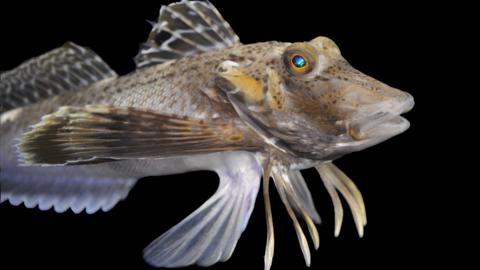 Sea robin on a black background