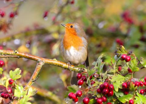 A robin sat on the branch of a tree.