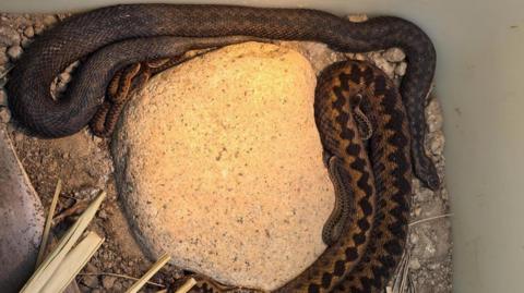 Two brown patterned snakes coiled around a large pale rock in a shallow container filled with soil, stones, and dried plant stems.